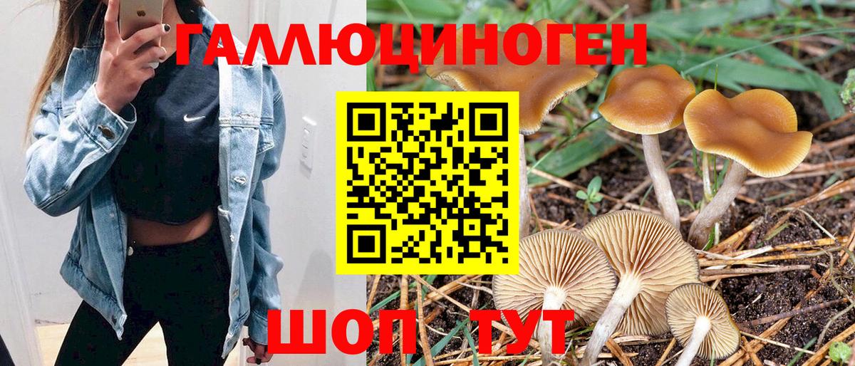 Новосибирск  Псилоцибиновые грибы Psilocybe  Вход с VPN  Галлюциногенные грибы мицелий 