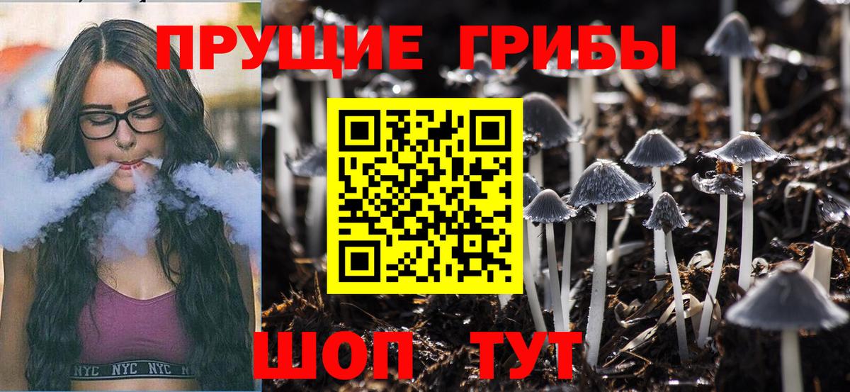 Псилоцибиновые грибы Psilocybe Новосибирск